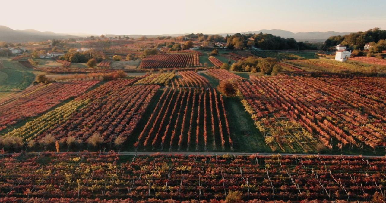 Гостевой дом Skerlj Wine Estate Tomaj Экстерьер фото